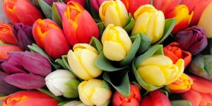 when to plant tulips in virginia