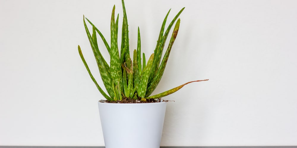 Black Spots on Aloe Plant