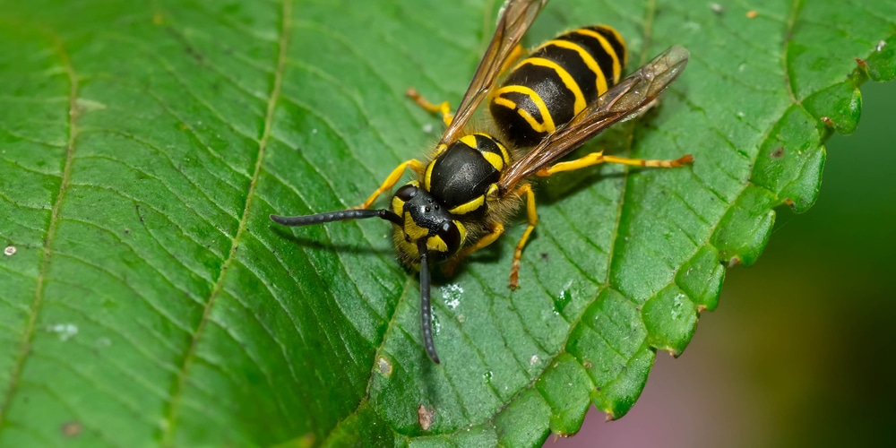 how to keep wasps away from wood deck