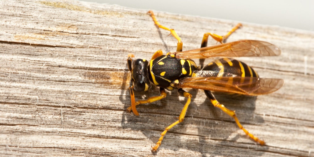 how to keep wasps away from car