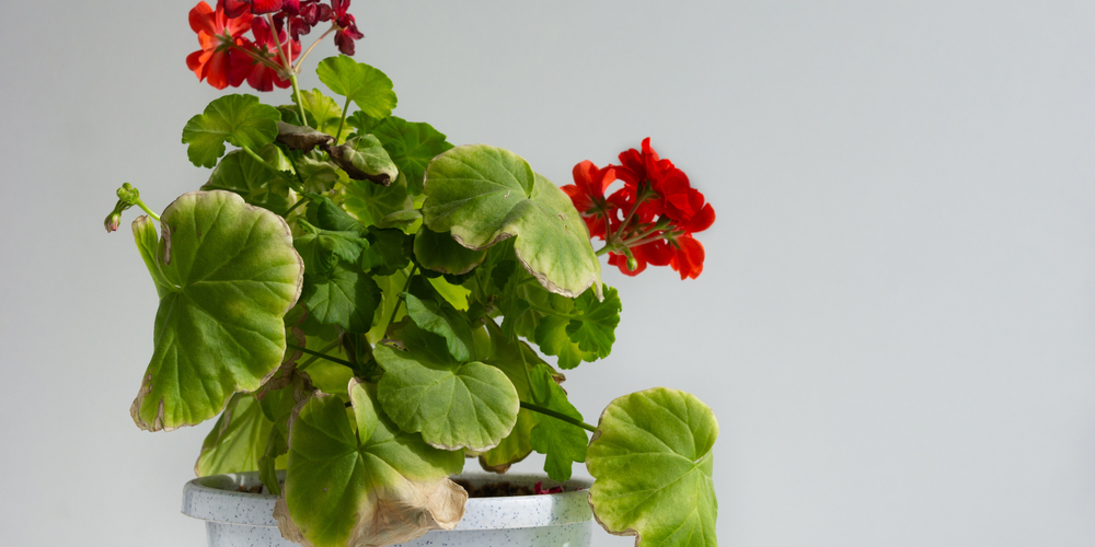 Why Are The Leaves On My Geraniums Turning Yellow