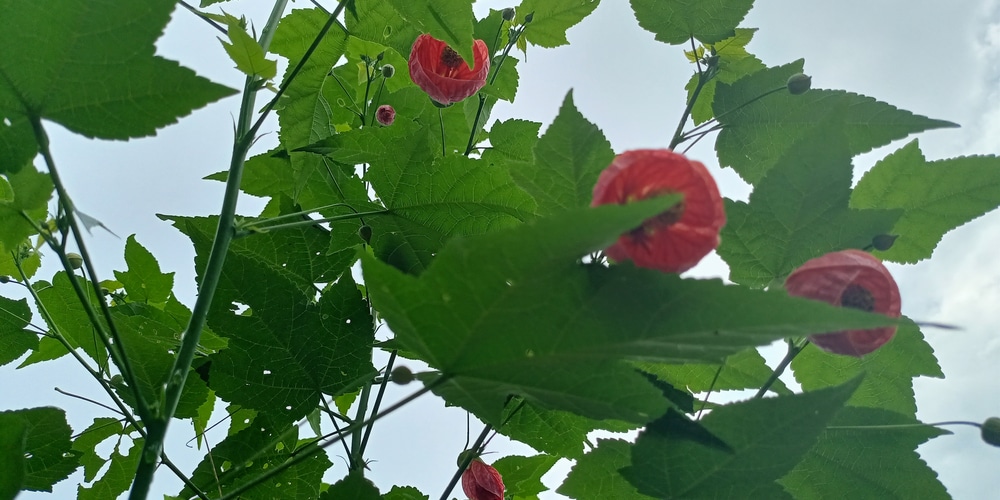 Abutilon Kentish Belle