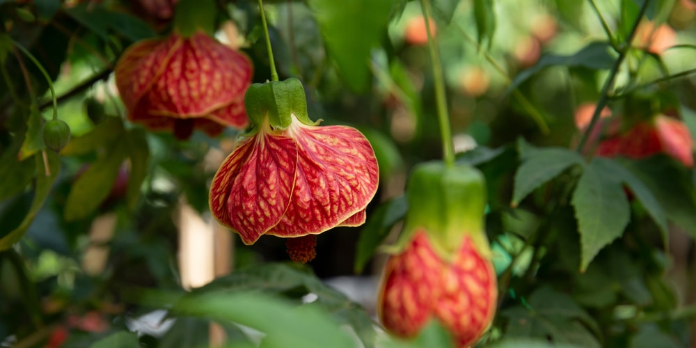 Abutilon Kentish Belle