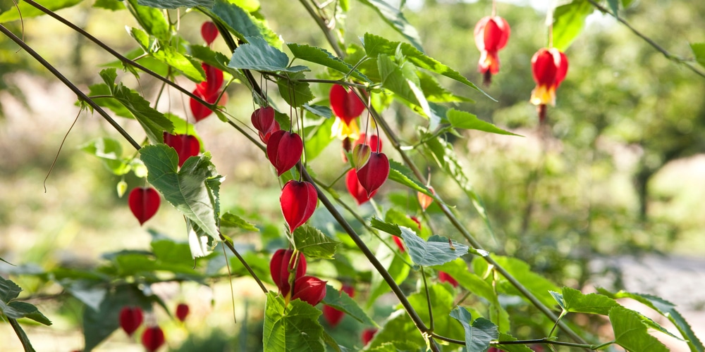 Abutilon Megapotamicum Care