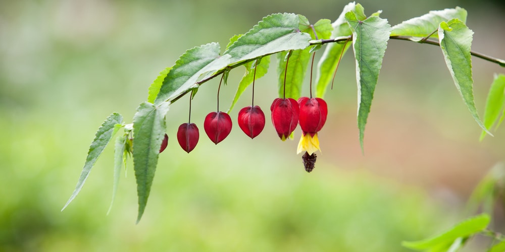 Abutilon Megapotamicum Care