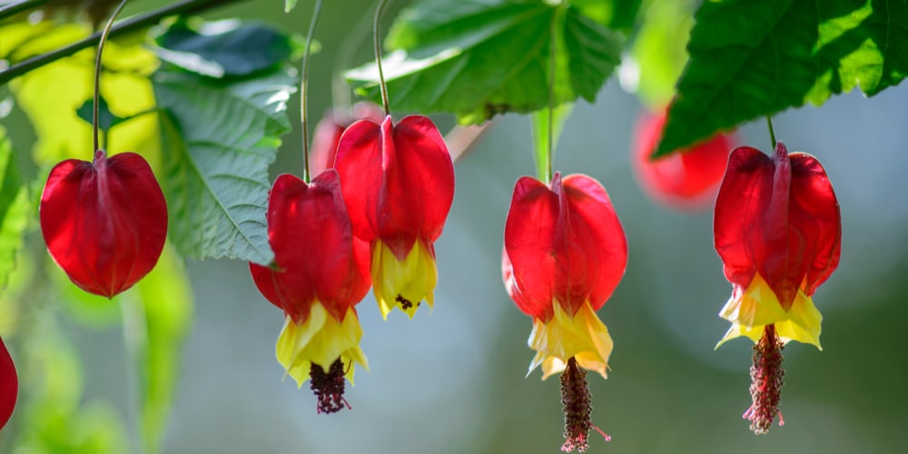 Abutilon Megapotamicum Care