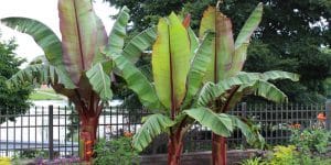 how to kill a banana tree