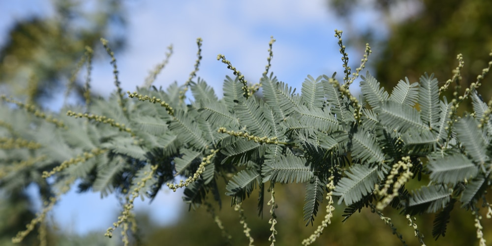 Acacia Baileyana