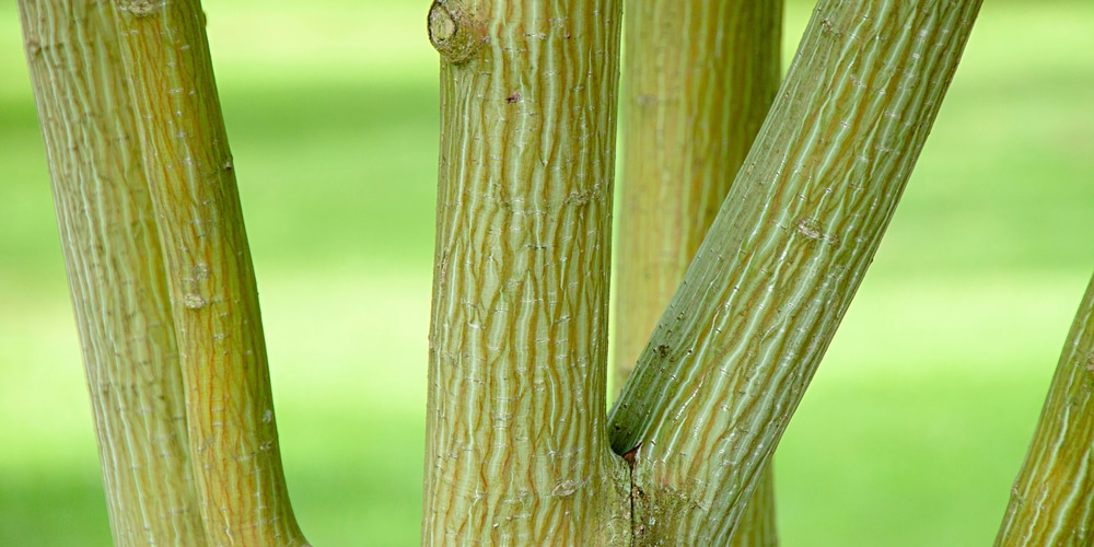 Acer capillipes