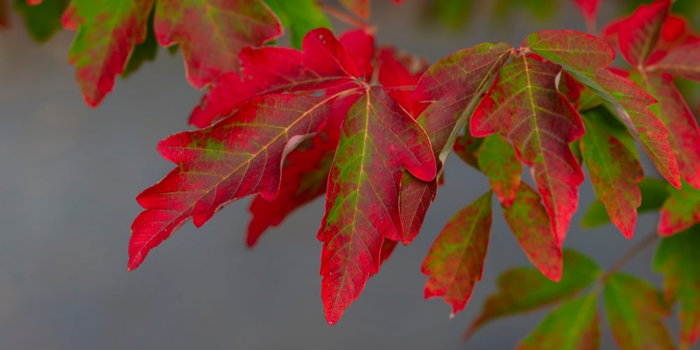 Acer griseum