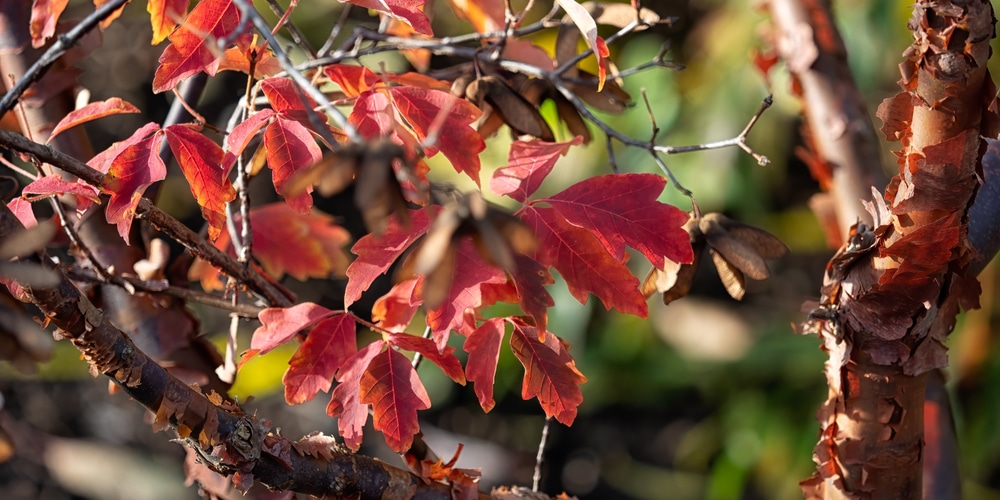 Acer griseum