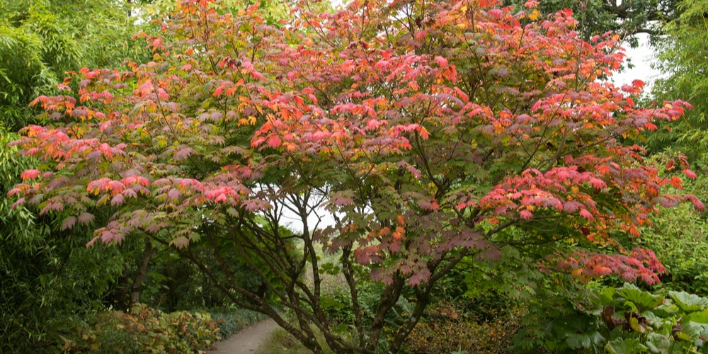 Acer japonicum 'Vitifolium'