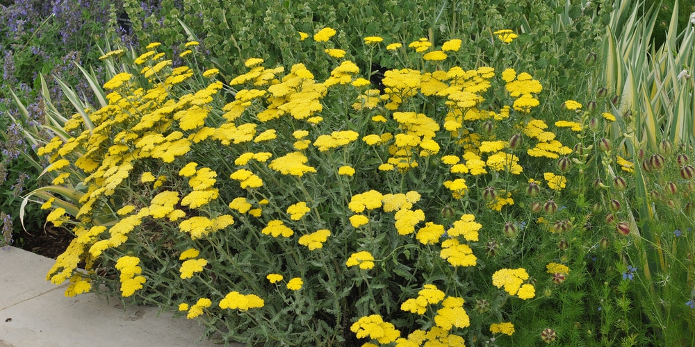 Achillea Moonshine