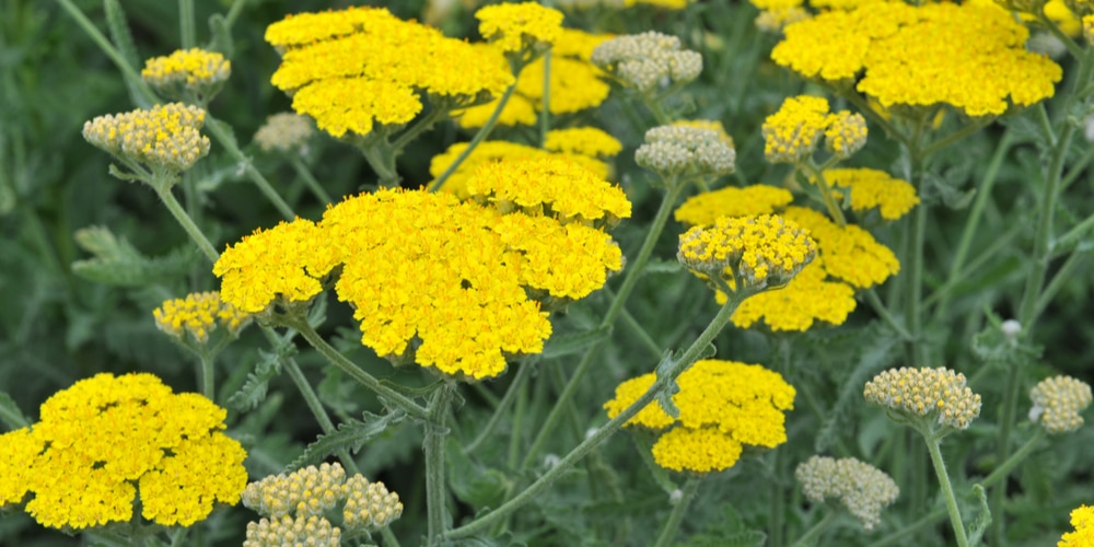 Achillea Moonshine