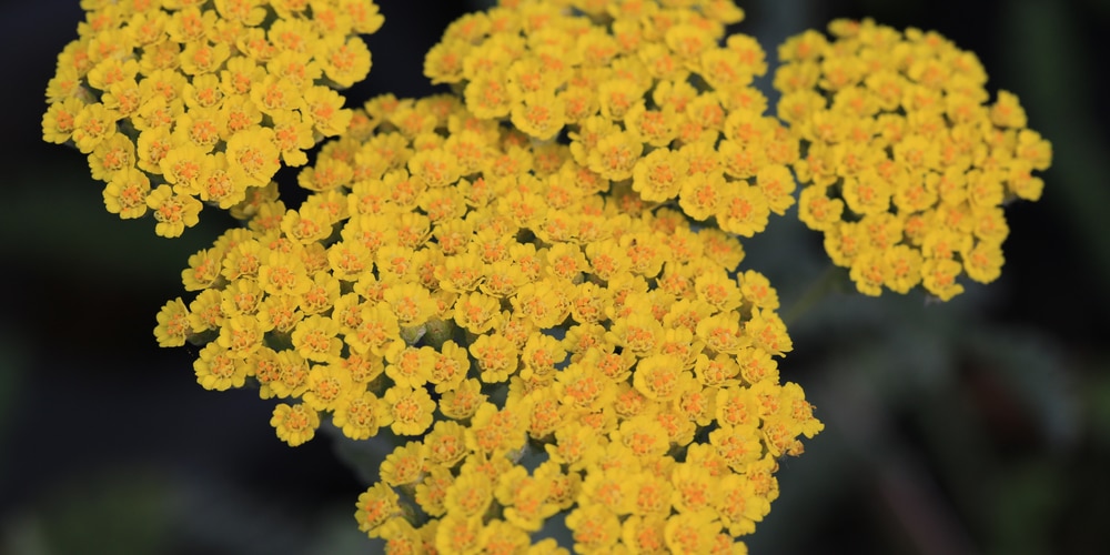 Achillea Moonshine