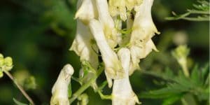 Aconitum vulparia