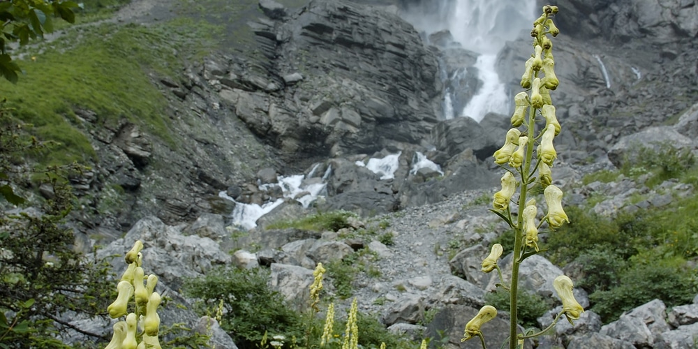 Aconitum vulparia