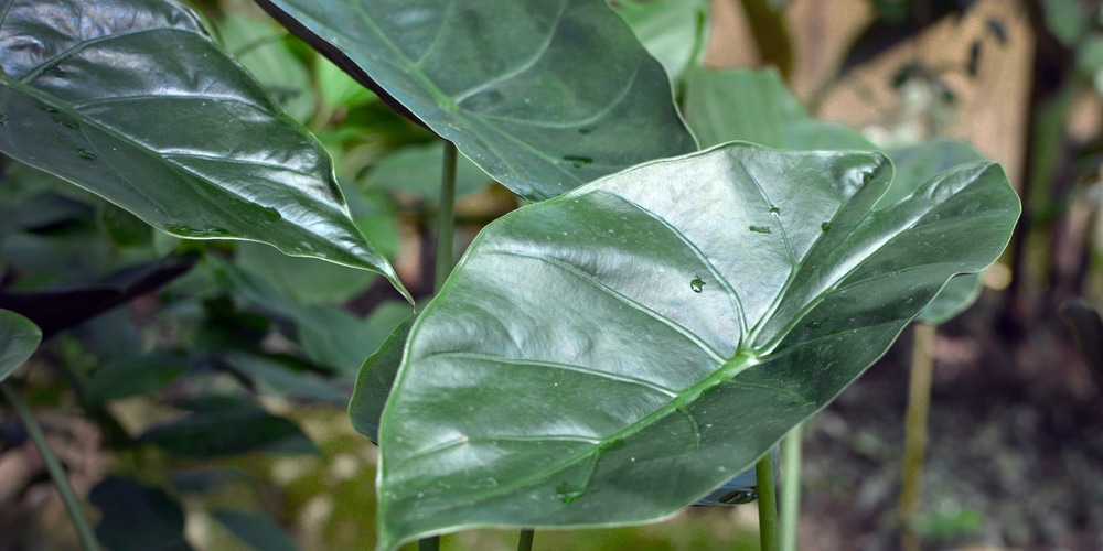 Alocasia Wentii Care