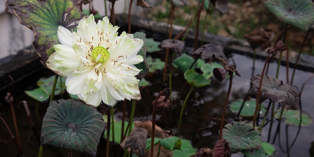 Ohio Wildflowers