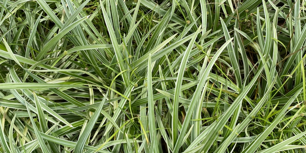 aztec grass