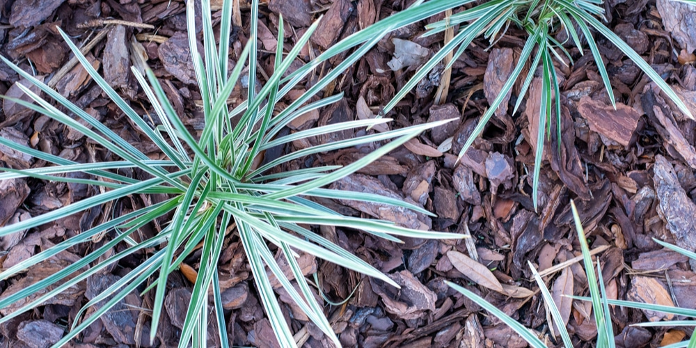 aztec grass