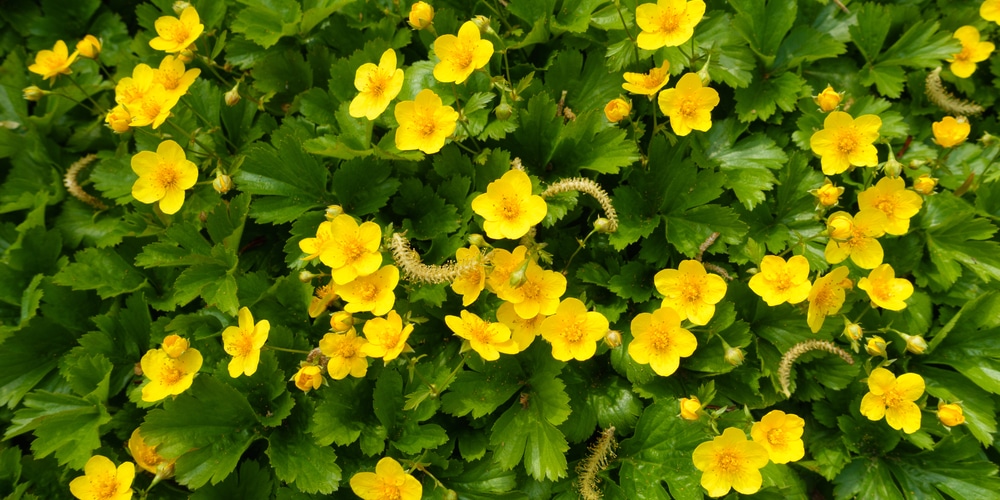 yellow wildflowers ohio