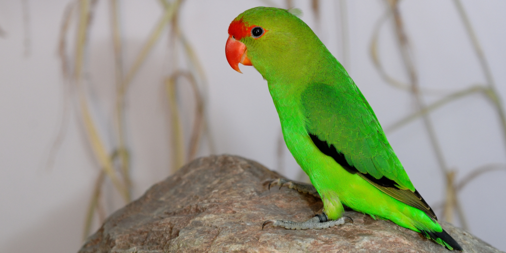 are poinsettias poisonous to birds