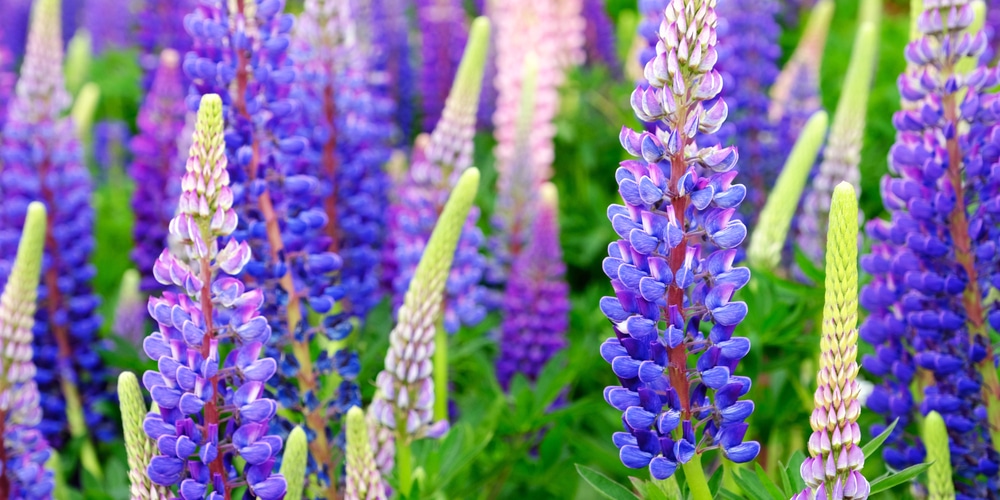 Purple Flowers in Ohio