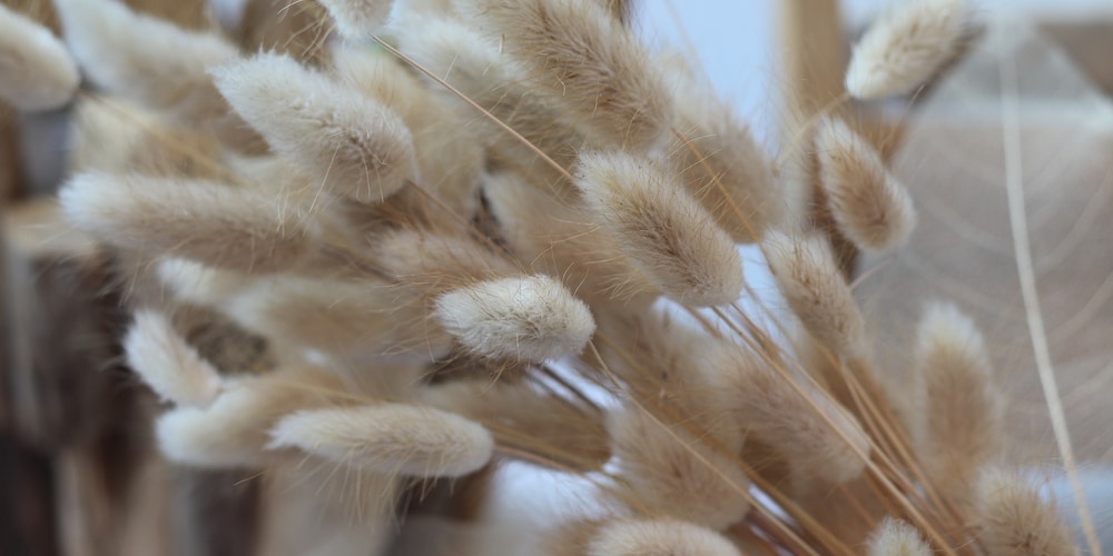 Bunny Tail Grass