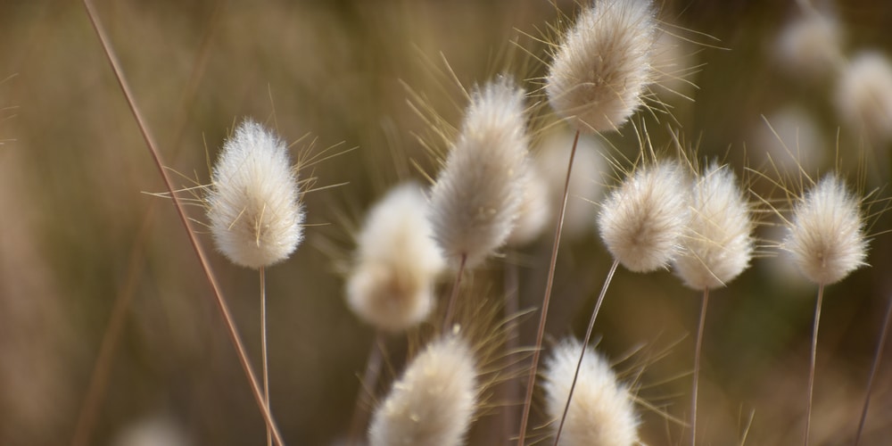 Bunny Tail Grass