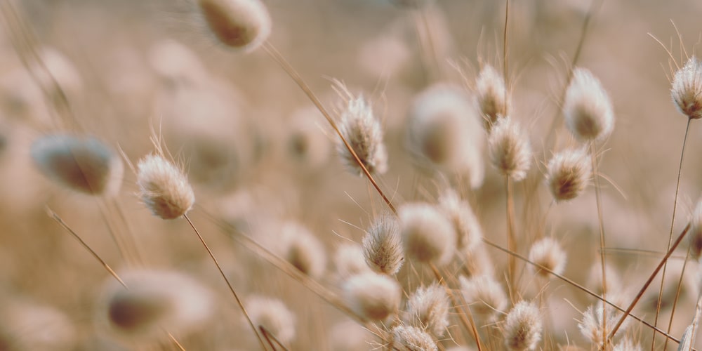 Bunny Tail Grass