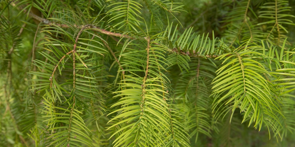 Spiny Trees