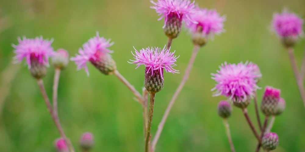 Small Purple Flowers In Grass Identification Guide Gfl Outdoors