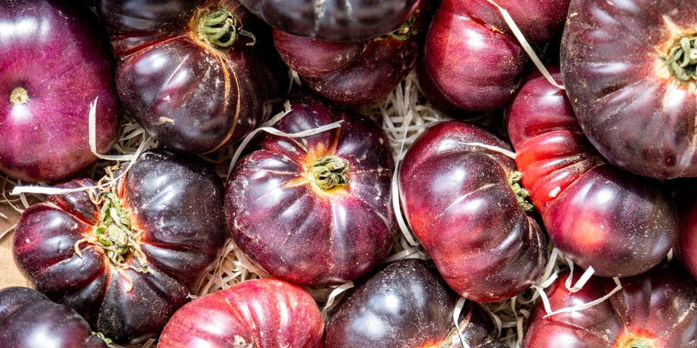 Black Krim vs Cherokee Purple Tomatoes