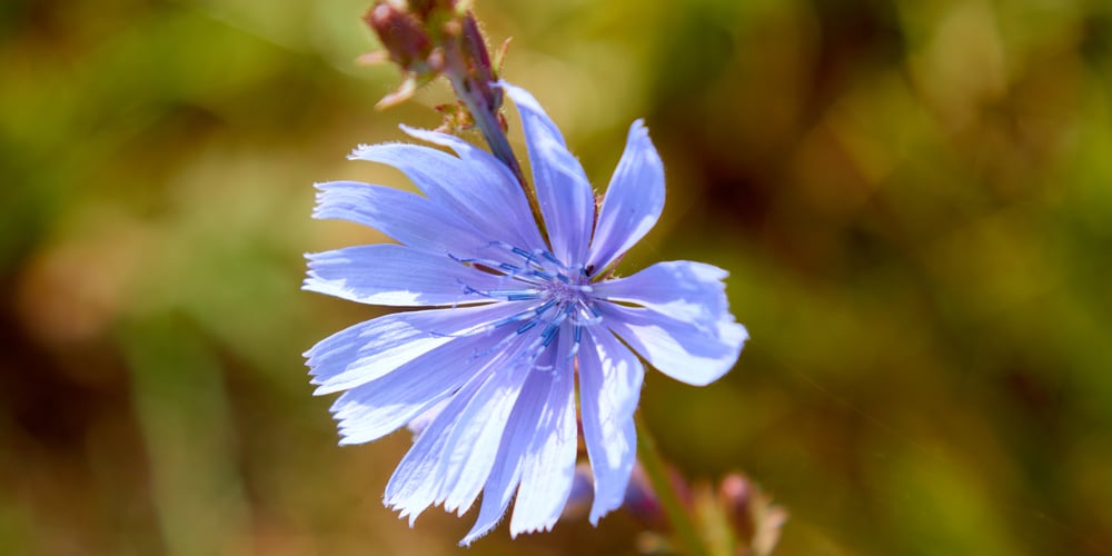 Flowers That Bloom in the Morning