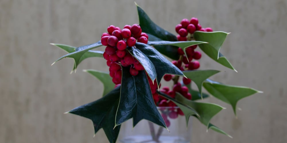 do birds eat holly berries