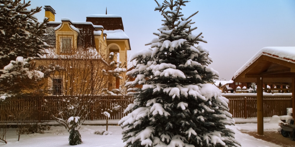 how long to grow 6 ft christmas tree