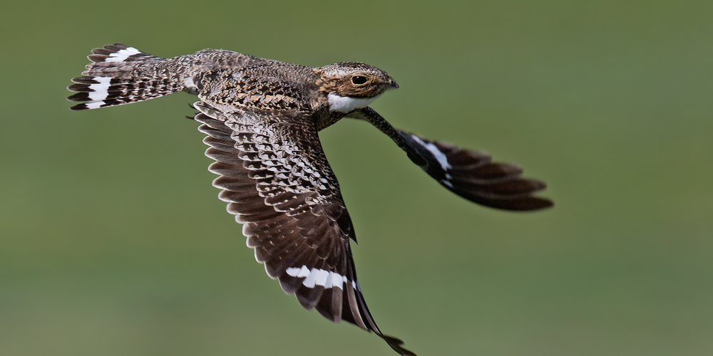 arizona nocturnal birds