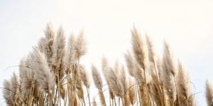 black pampas grass