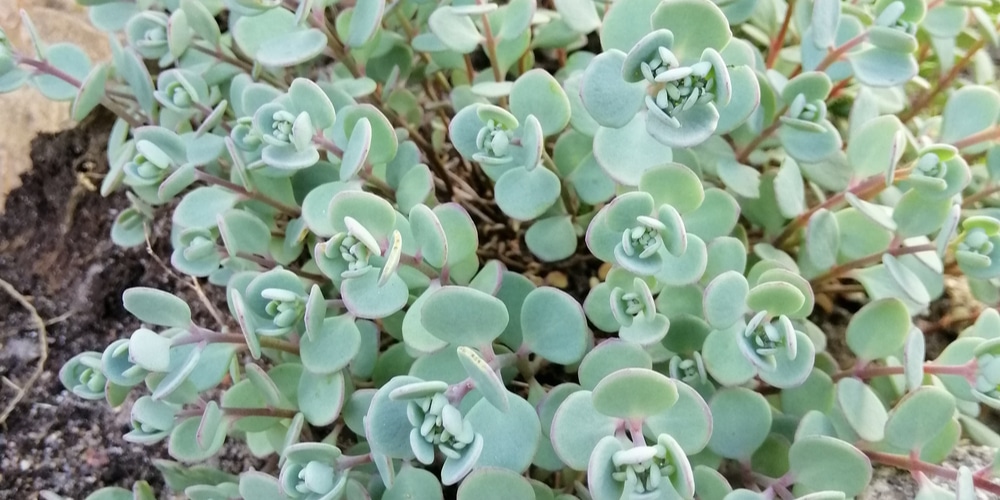 Blue House Plants