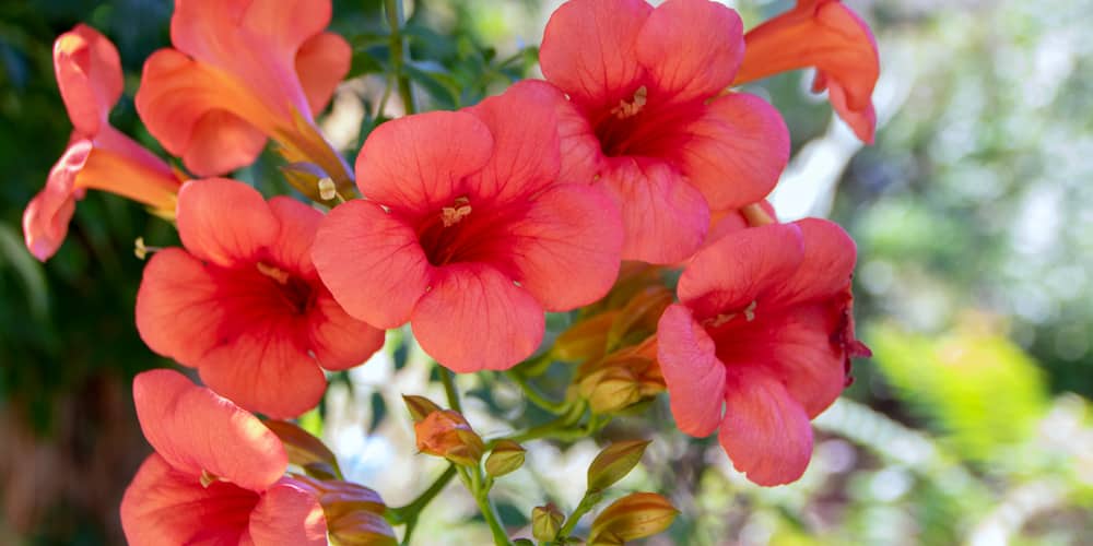 Vines with Red Flowers