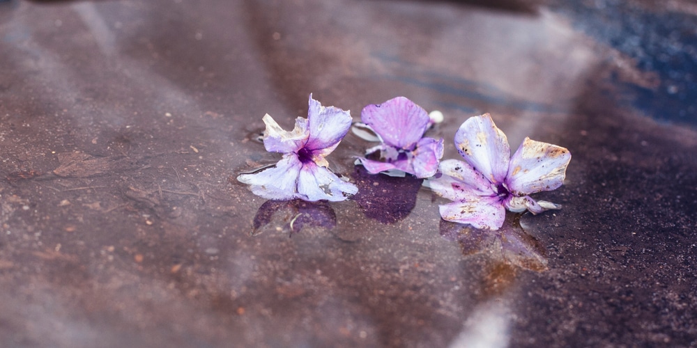 Should I Deadhead Garden Phlox?