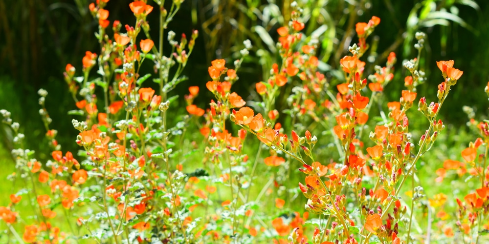 drought tolerant utah native plants