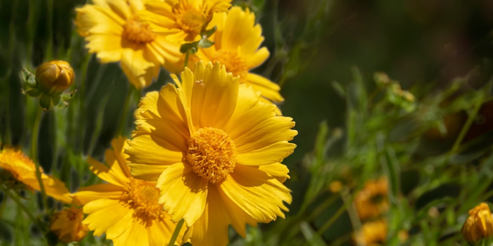 zinnias and marigolds