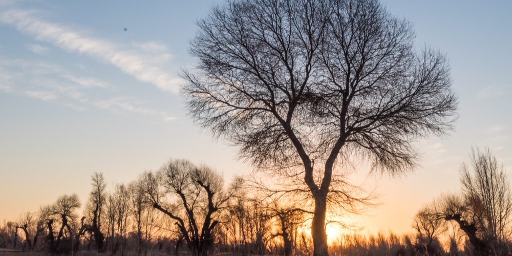 Desert Willow Tree in Winter