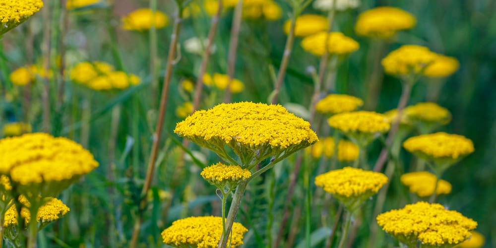 Achillea Filipendulina