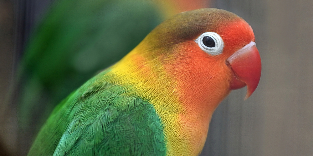 What Happens if a Lovebird Mate Dies?