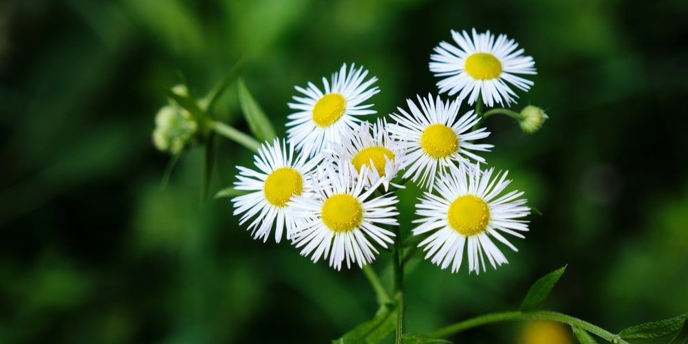 Weeds That Look Like Daisies