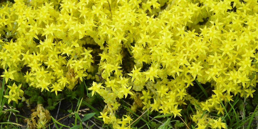 drought tolerant utah native plants