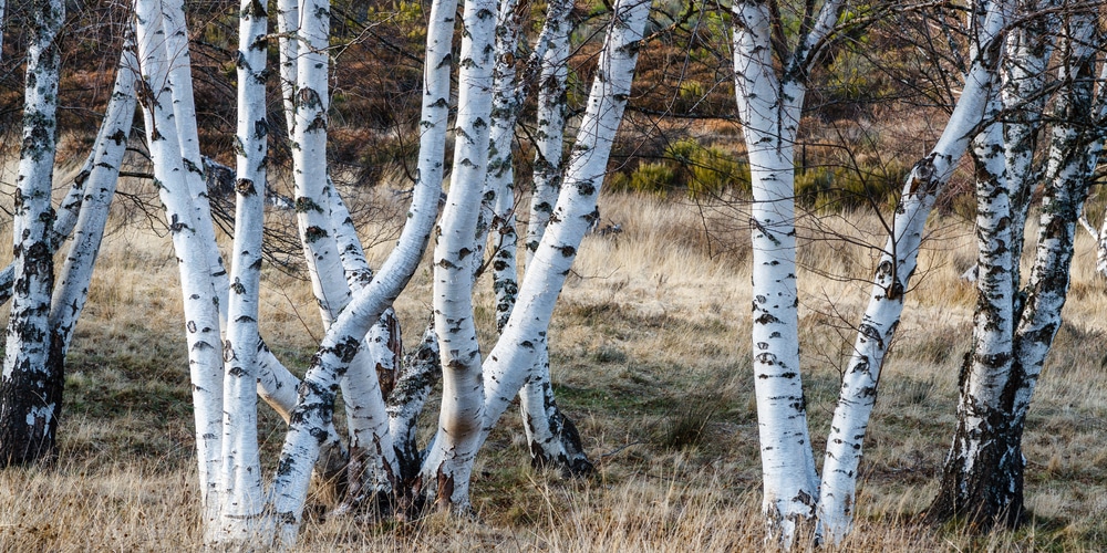 birch trees in winter